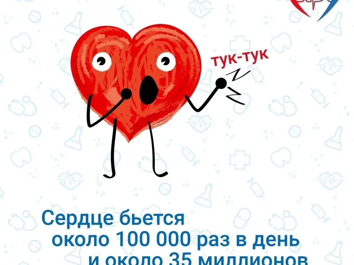 Интересные факты о работе сердечно-сосудистой системы человека
