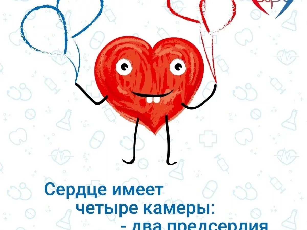 Интересные факты о работе сердечно-сосудистой системы человека