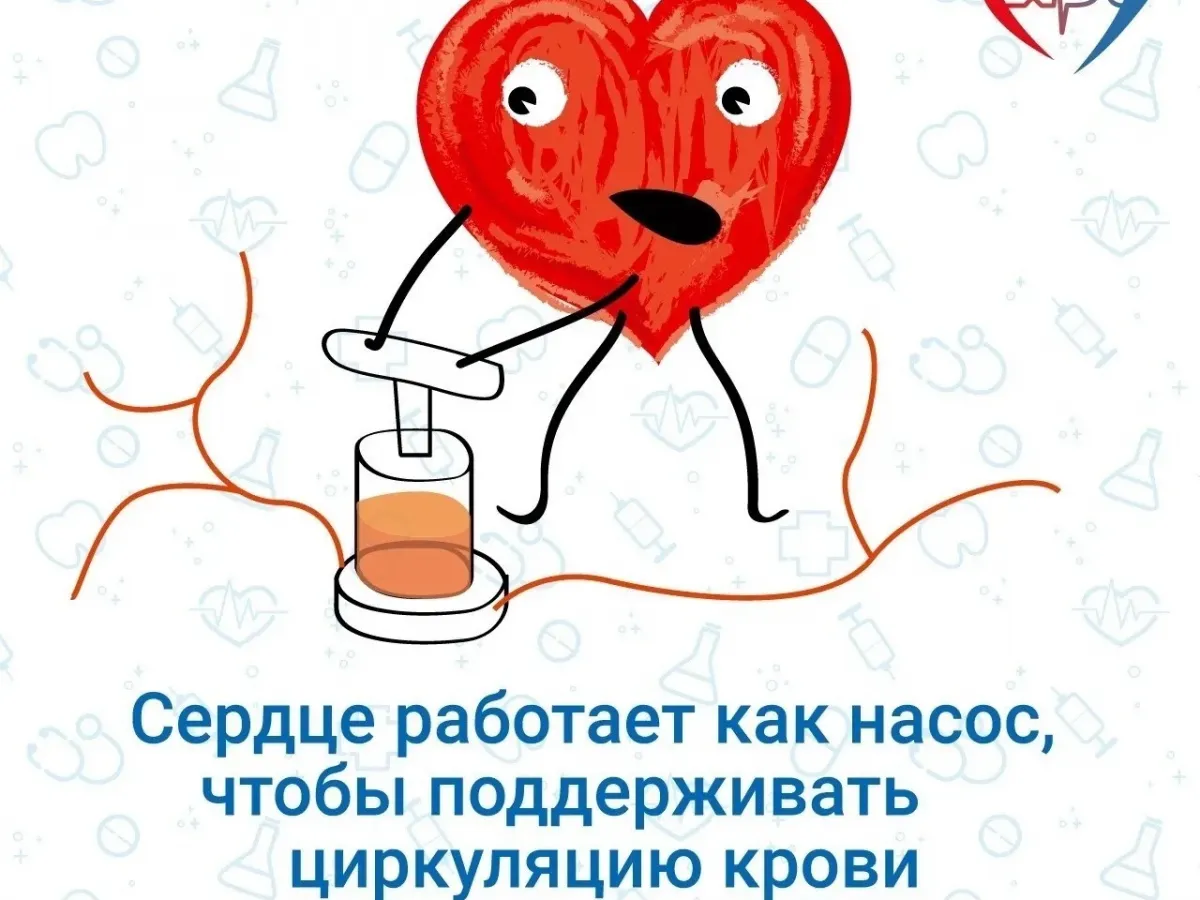 Интересные факты о работе сердечно-сосудистой системы человека