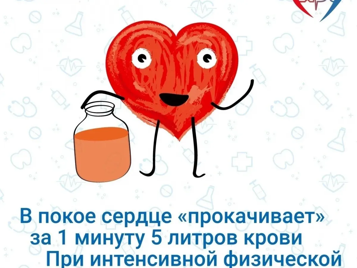 Интересные факты о работе сердечно-сосудистой системы человека